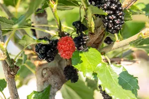 Morus rot. 'Mojo Berry' - 2 Ltr, single cane - image 2
