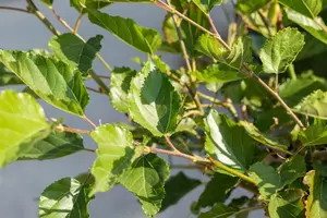 Morus rot. 'Mojo Berry' - 175-200 CM FTH WHIP C10 - image 3