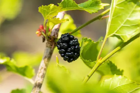 Morus rot. 'Mojo Berry' - 175-200 CM FTH WHIP C10 - image 4