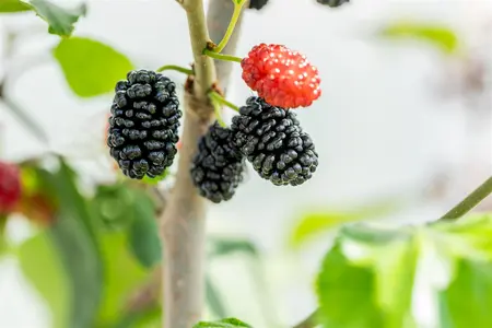 Morus rot. 'Mojo Berry' - 40-50 CM C3.5 - image 5