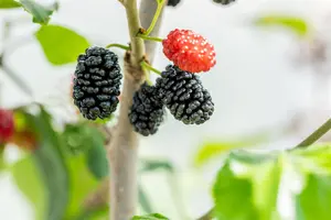 Morus rot. 'Mojo Berry' - 40-50 CM C3.5 - image 5