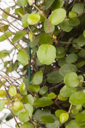 Muehlenbeckia axillaris - PLUG/CELGROWN 104 CEL TRAY - image 1