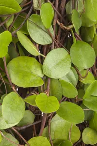 Muehlenbeckia axillaris - PLUG/CELGROWN 104 CEL TRAY - image 2