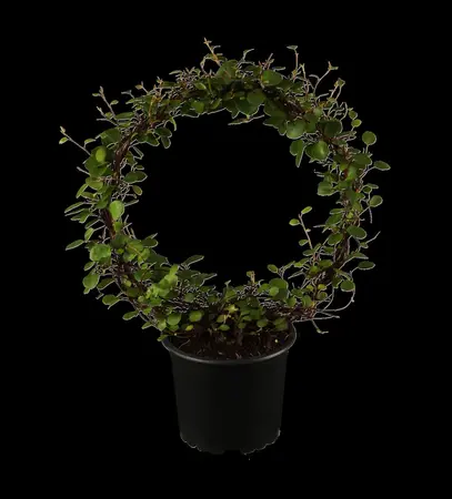 Muehlenbeckia axillaris - P9 - image 1