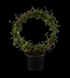 Muehlenbeckia axillaris