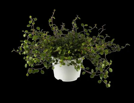 Muehlenbeckia axillaris - P9 - image 2