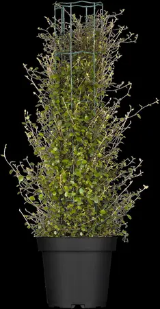 Muehlenbeckia axillaris - P9 - image 5