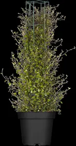 Muehlenbeckia axillaris - P9 - image 5