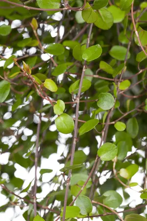 Muehlenbeckia complexa - P9 - image 5