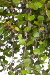 Muehlenbeckia complexa - P9 - image 5