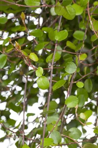 Muehlenbeckia complexa - 2 Ltr pot - image 5