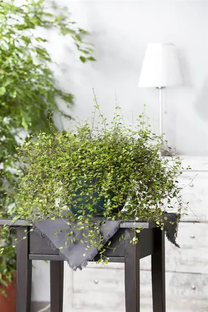 Muehlenbeckia complexa - 2 Ltr pot - image 3