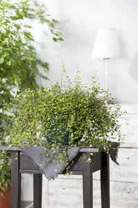 Muehlenbeckia complexa - 2 Ltr pot - image 3
