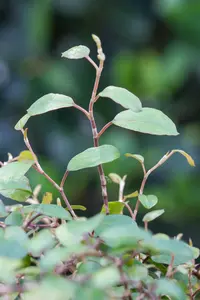 Muehlenbeckia complexa - 2 Ltr pot - image 5