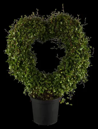 Muehlenbeckia complexa - P9 - image 1