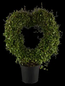 Muehlenbeckia complexa
