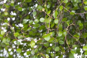 Muehlenbeckia complexa - 2 Ltr pot - image 2
