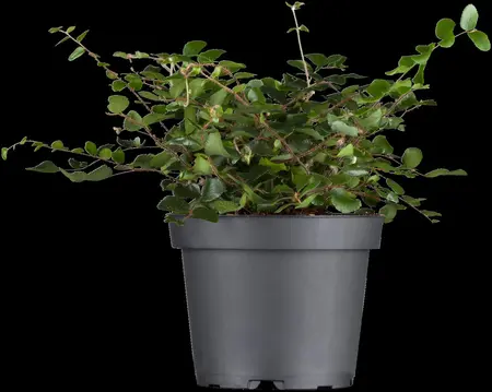 Muehlenbeckia complexa - P9 - image 3