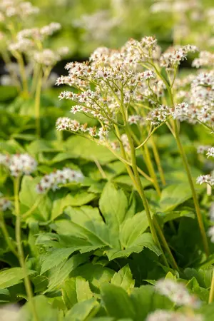 Mukdenia rossii - 1.5 Ltr pot - image 4