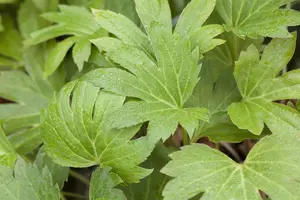 Mukdenia rossii - 1.5 Ltr pot - image 5