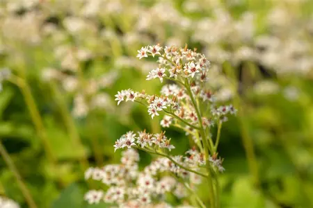 Mukdenia rossii - 1.5 Ltr pot - image 2