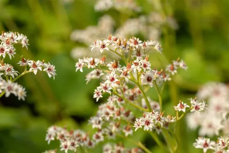 Mukdenia rossii - 1.5 Ltr pot - image 3