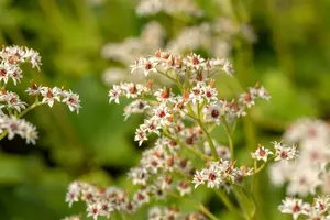 Mukdenia rossii - 1.5 Ltr pot - image 3
