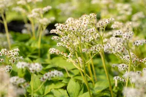 Mukdenia rossii - 1.5 Ltr pot - image 5
