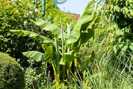 Musa 'Basjo' - 2 Ltr pot - image 4