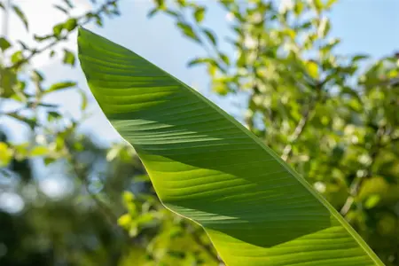 Musa 'Basjo' - 2 Ltr pot - image 5