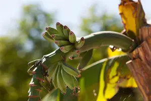 Musa 'Basjo'