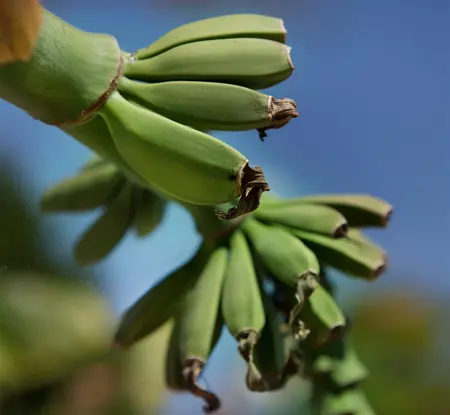 Musa 'Basjo' - 2 Ltr pot - image 2