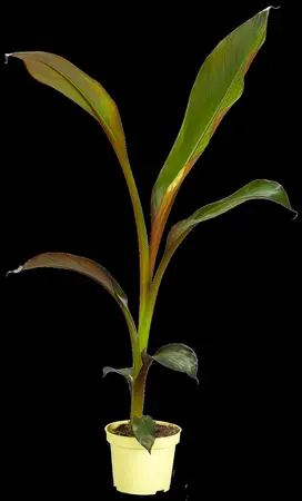 Musa 'Basjo' - 2 Ltr pot - image 3