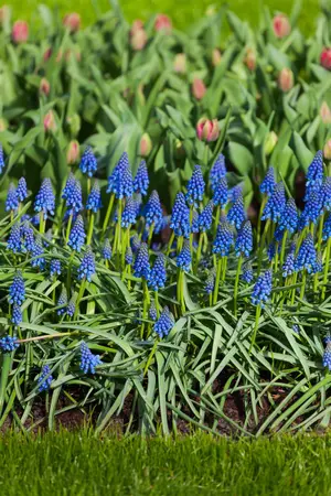 Muscari armeniacum - flower bulb 8/10 - image 3
