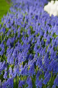 Muscari armeniacum - flower bulb 8/10 - image 5