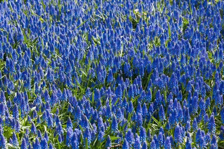 Muscari armeniacum - flower bulb 8/10 - image 1