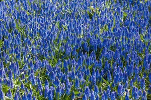 Muscari armeniacum