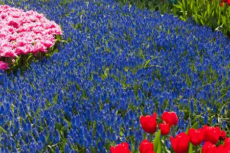 Muscari armeniacum - flower bulb 8/10 - image 2