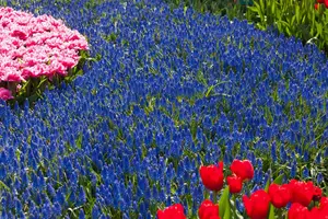 Muscari armeniacum - flower bulb 8/10 - image 2