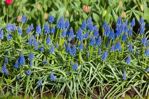 Muscari armeniacum - flower bulb 8/10 - image 4