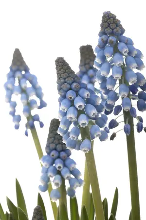 Muscari 'Atlantic' - flower bulb 8/10 - image 2