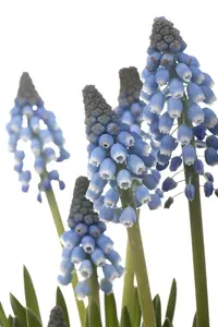 Muscari 'Atlantic' - flower bulb 8/10 - image 2