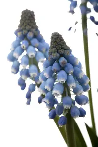 Muscari 'Atlantic' - flower bulb 8/10 - image 3