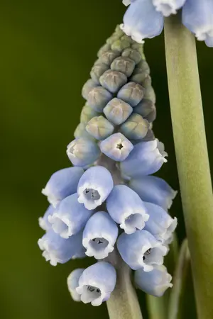 Muscari 'Atlantic' - flower bulb 8/10 - image 5