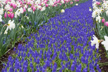 Muscari 'Atlantic' - flower bulb 8/10 - image 4