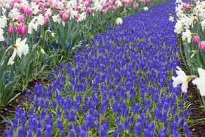 Muscari 'Atlantic' - flower bulb 8/10 - image 4