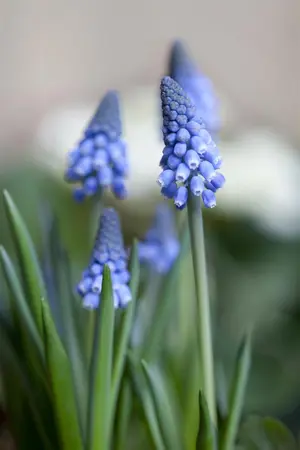 Muscari 'Big Smile' - flower bulb 8/10 - image 1