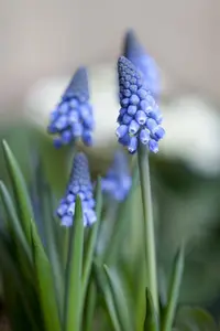 Muscari 'Big Smile'