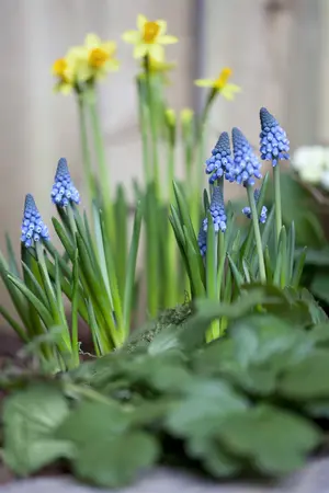 Muscari 'Big Smile' - flower bulb 8/10 - image 2