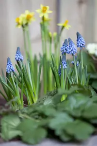 Muscari 'Big Smile' - flower bulb 8/10 - image 2